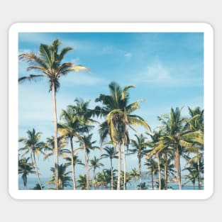 Palmtrees blue sky Sticker